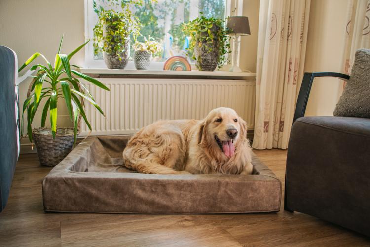 Let's Sleep Comfy Cushion Hundekorb XL Cognac