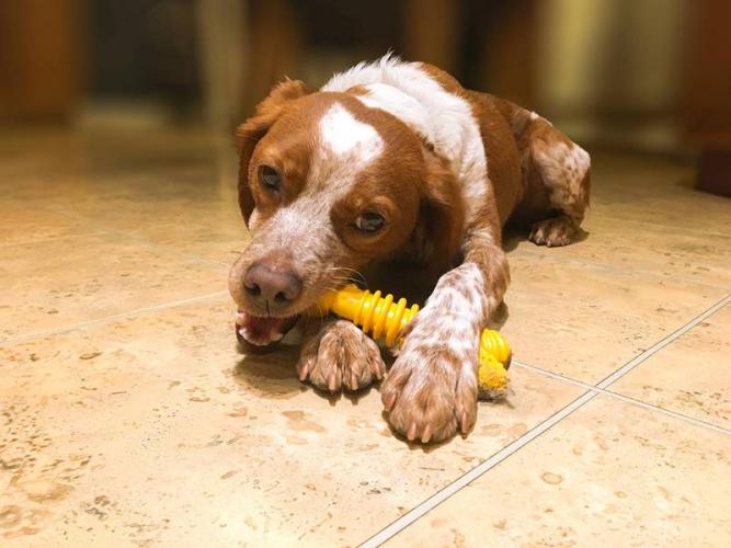 Nylabone Extreme Texture Bone S, 11cm