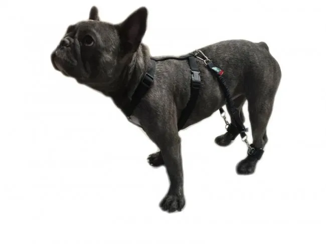 biko® Hundeexpander Grösse 3 52-59cm Komplettset – Gehhilfe & Training für Hunde