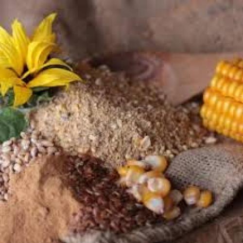 Legemehl Hühner – 10 kg – hühnergold® - Alleinfuttermittel für Legehennen