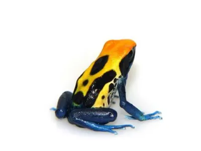 Dendrobates tinctorius Brasilianer - Färberfrosch