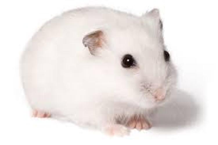 Phodopus sungorus Zwerghamster – white