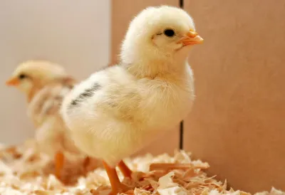 Gefrorene Eintagsküken 10 Stück Frostfutter für Reptilien und Greifvögel