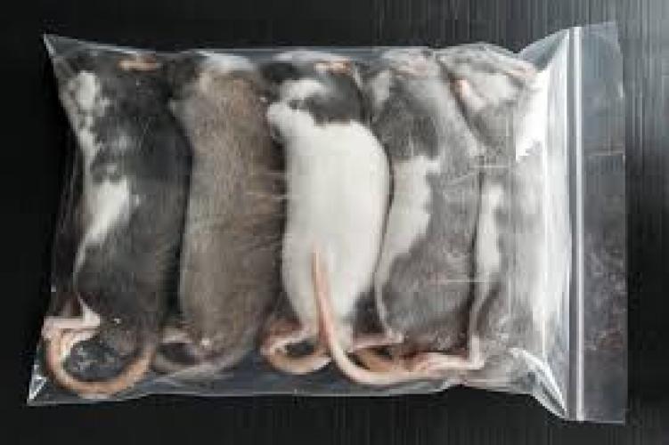 Babyratte gefroren 11–20g Frostfutter für Reptilien