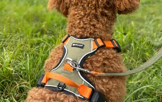 Hundegeschirr Magnetech Olive-Orange Gr. XL – Petlando