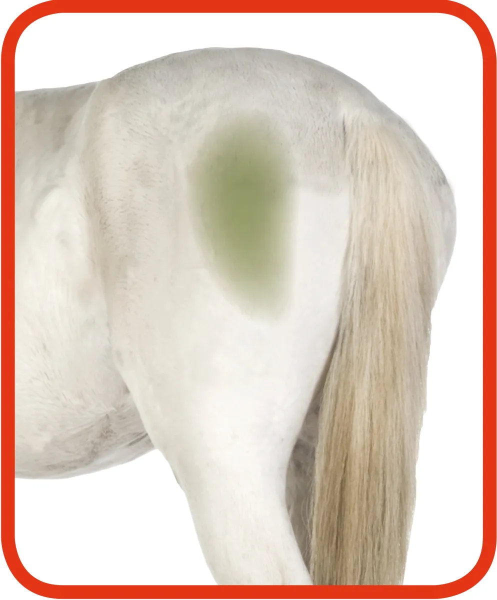 Excellent Horse Hi Gloss Clean Spray 500 ml