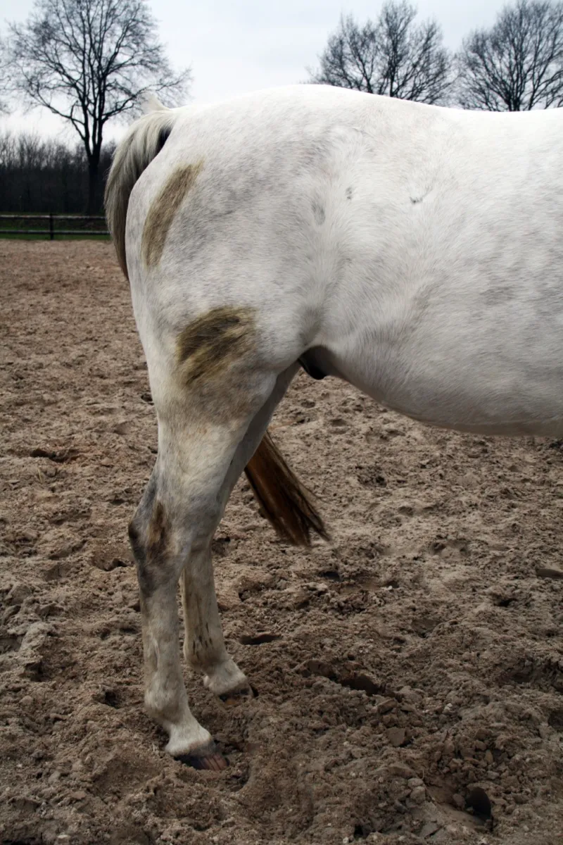 Excellent Horse Hi Gloss Clean Spray 500 ml