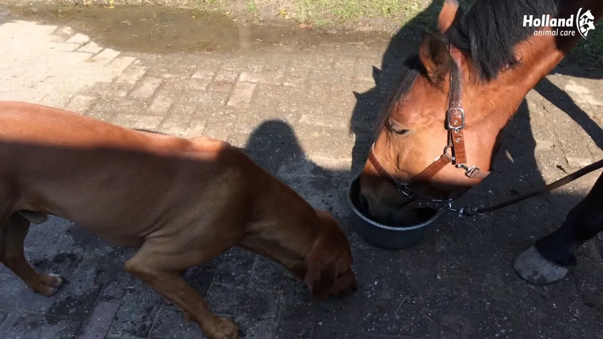 Excellent Horse Total Balance 2,5 l