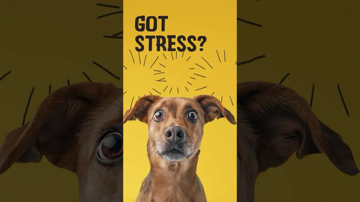 Excellent Pets No Stress Soft Chews 16 Treats