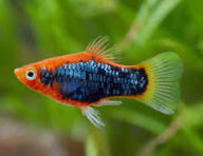 Platy Blue-Red – Xiphophorus maculatus farbige Zuchtform