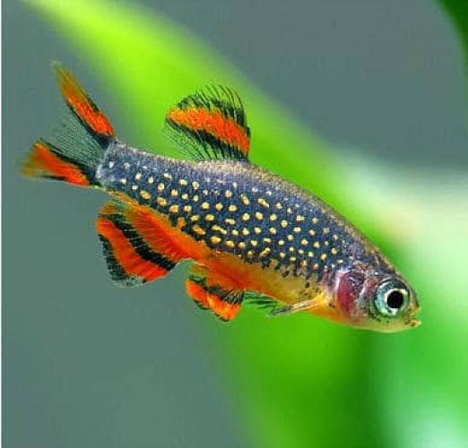 Perlhuhnbärbling Galaxy – Danio margaritatus aus Myanmar Microrasbora sp. galaxy 1-2cm