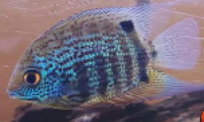 Heros sp. Manacapuru Blue Brasil – südamerikanischer Buntbarsch