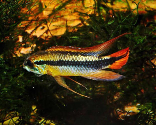 Agassiz-Zwergbuntbarsch Red Dorsal – Apistogramma agassizii