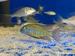 Lethrinops albus Kande Island – Malawisee-Sandbuntbarsch – 5–7 cm