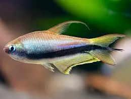 Kaisersalmler – Nematobrycon palmeri fürs Aquarium