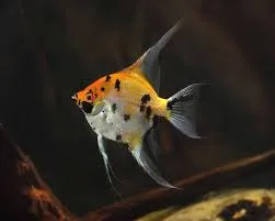 Pterophyllum scalare Koi L – Koi-Skalar für hohe Aquarien
