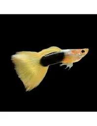 Guppy Weibchen Yellow Tuxedo 3–4 cm Poecilia reticulata
