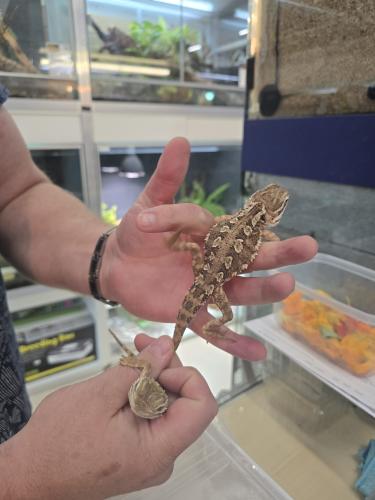 Fettschwanzgecko (Hemitheconyx caudicinctus) – Paar 1.1 – NZ 2025