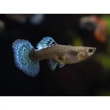 Guppy Weibchen Mosaic Elephant Ear 3–4 cm Poecilia reticulata