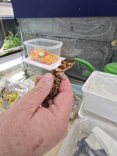 Fettschwanzgecko (Hemitheconyx caudicinctus) – Paar 1.1 – NZ 2025