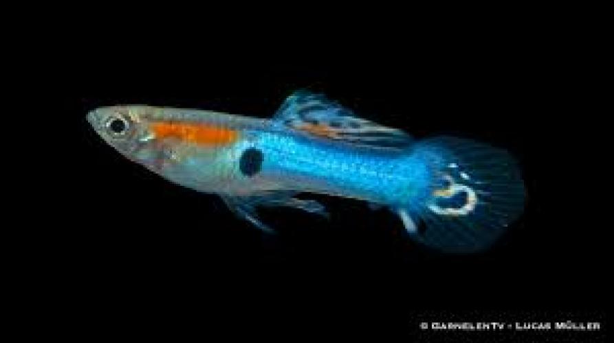 Endler Guppy Japan Blue 1–2 cm – Poecilia endleri