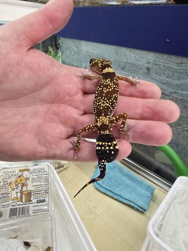 Knopfschwanzgecko (Nephrurus levis) – Paar 1.1 – NZ 2024, Schweizer Züchter