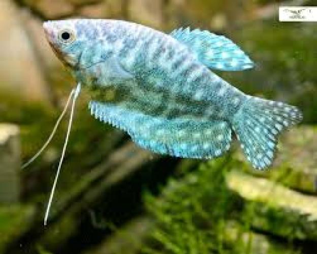 Trichogaster trichopterus Sumatra Blau 3–4 cm Fadenfisch