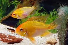 Papiliochromis ramirezi Gold XL 4–4.5 cm Zwergbuntbarsch