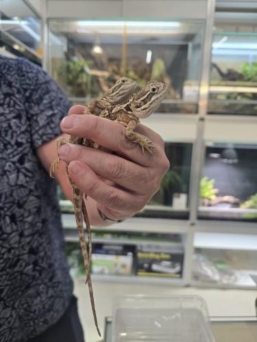 Zwergbartagame (Pogona henrylawsoni) – weiblich – NZ 2025
