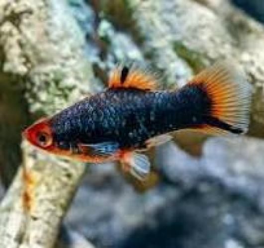 Xiphophorus maculatus Red Parrot 3–4 cm Platy