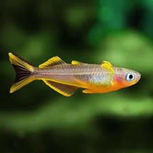 Pseudomugil furcatus 1–1,5 cm – Blauaugen Zierfisch
