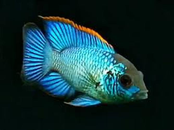 Andinoacara pulcher Neon Blue Blaupunktbuntbarsch Zierfisch 4-5cm