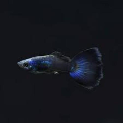 Guppy – Männchen „Blue Mosaic“ (Poecilia reticulata MALE, BLUE MOSAIC, NZ) 2,5–3 cm