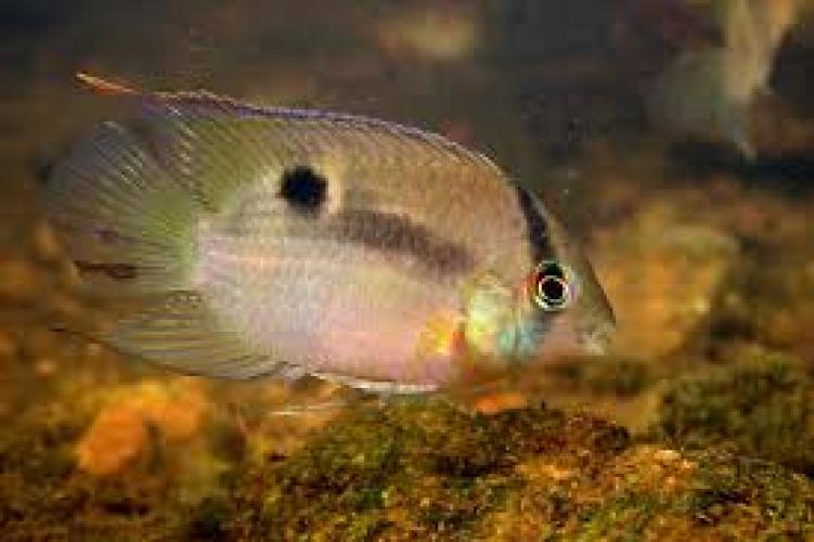 Schlüssellochbuntbarsch (Cleithracara maronii / Aequidens maronii)