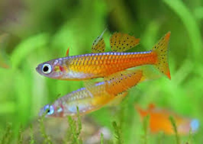 Paskais Blauauge (Pseudomugil paskai)