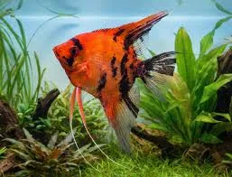 Pterophyllum scalare Red Devil 3–3.5 cm Skalar