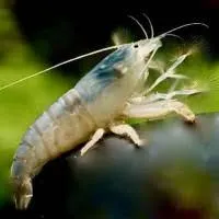 Atyopsis gabonensis 3–4 cm – Fächergarnele