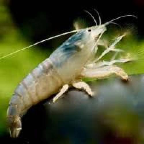 Atyopsis gabonensis 3–4 cm – Fächergarnele