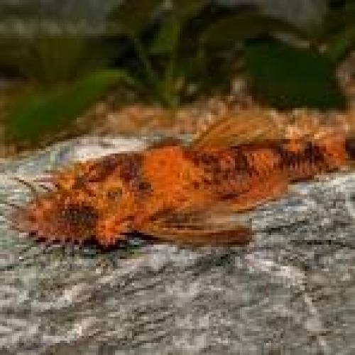 Ancistrus sp. Red Black Antennenwels Jungtier 3–4 cm