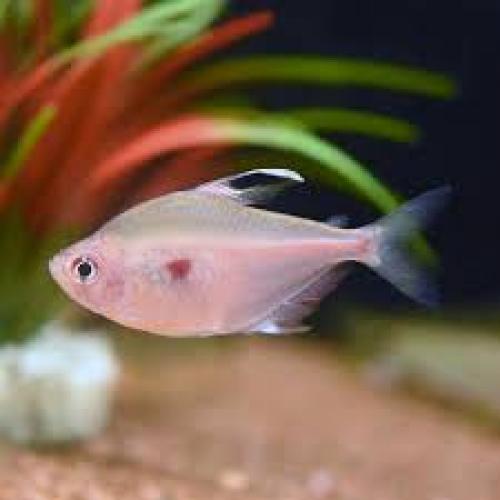 Fahnen-Kirschflecksalmler (Hyphessobrycon erythrostigma / Megalamphodus erythrostigma, WF)