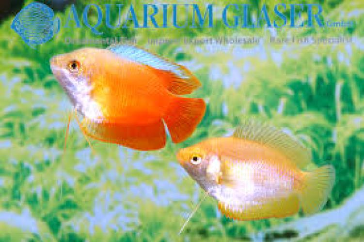 Zwergfadenfisch FLAMMENROT (Trichogaster lalius / Colisa lalia FLAME RED, NZ) 3–5 cm