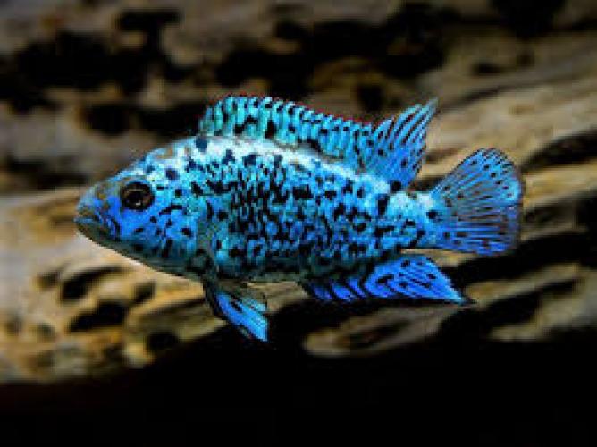 Cichlasoma otofaciata Blue Dampsey