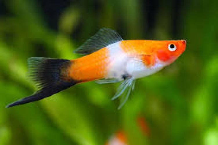 Xiphophorus hellerii Koi Sanke 3–4 cm Schwertträger