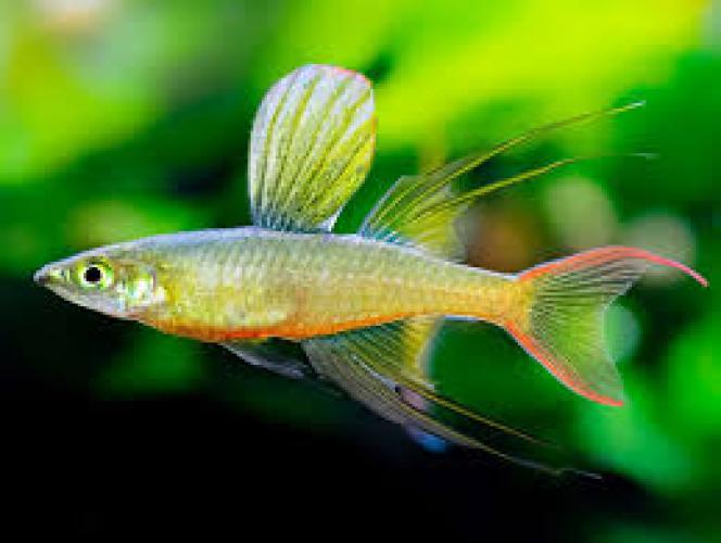 Filigranregenbogenfisch Iriatherina werneri NZ 2–3 cm
