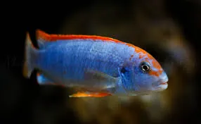 Pseudotropheus sp. Red Top Ndumbi XL Malawi Buntbarsch – 7–9 cm