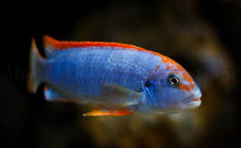 Pseudotropheus sp. Red Top Ndumbi XL Malawi Buntbarsch – 7–9 cm