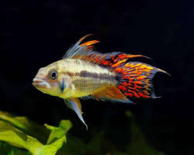 Kakadu-Zwergbuntbarsch Double Red 3–5 cm DNZ
