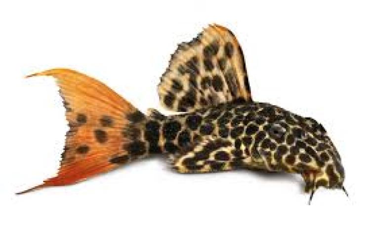 Pseudacanthicus spec. Demini-Leopardkaktuswels L114 6–8 cm DNZ