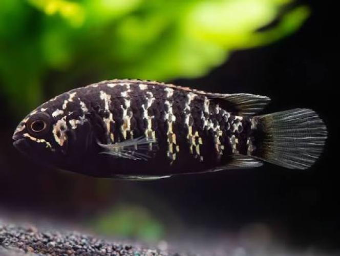 Adoketa-Buntbarsch DNZ 3–4 cm – Ivanacara adoketa aus Brasilien