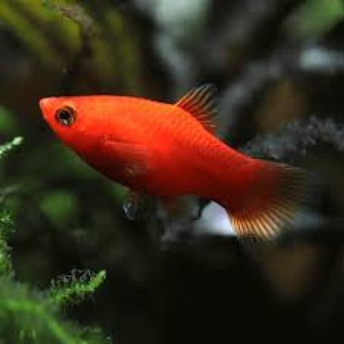 Platy „Comet Red“ (Xiphophorus maculatus COMET RED, NZ)